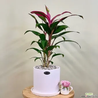 아이 있는 집 식물선택 가시없는종류 배치높이 관리 요령_7