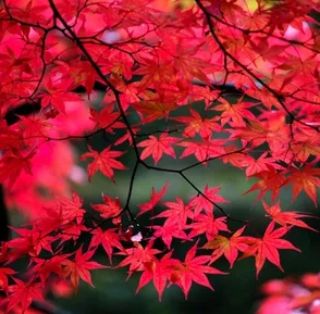 가을에 피는 꽃 단풍나무