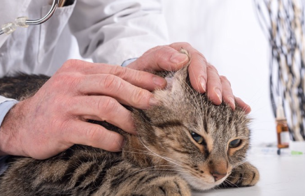 귀를 검사받고 있는 고양이.