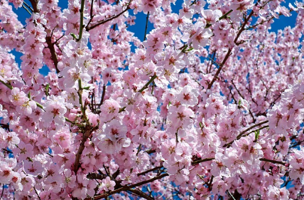 2025년 벚꽃축제 취소 및 축소운영 지역