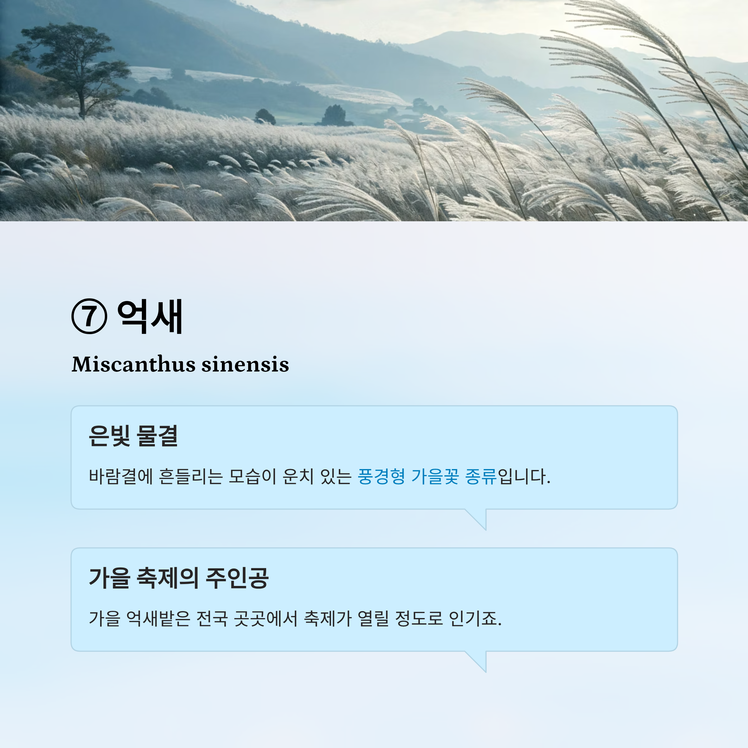 가을꽃 종류 알아보기