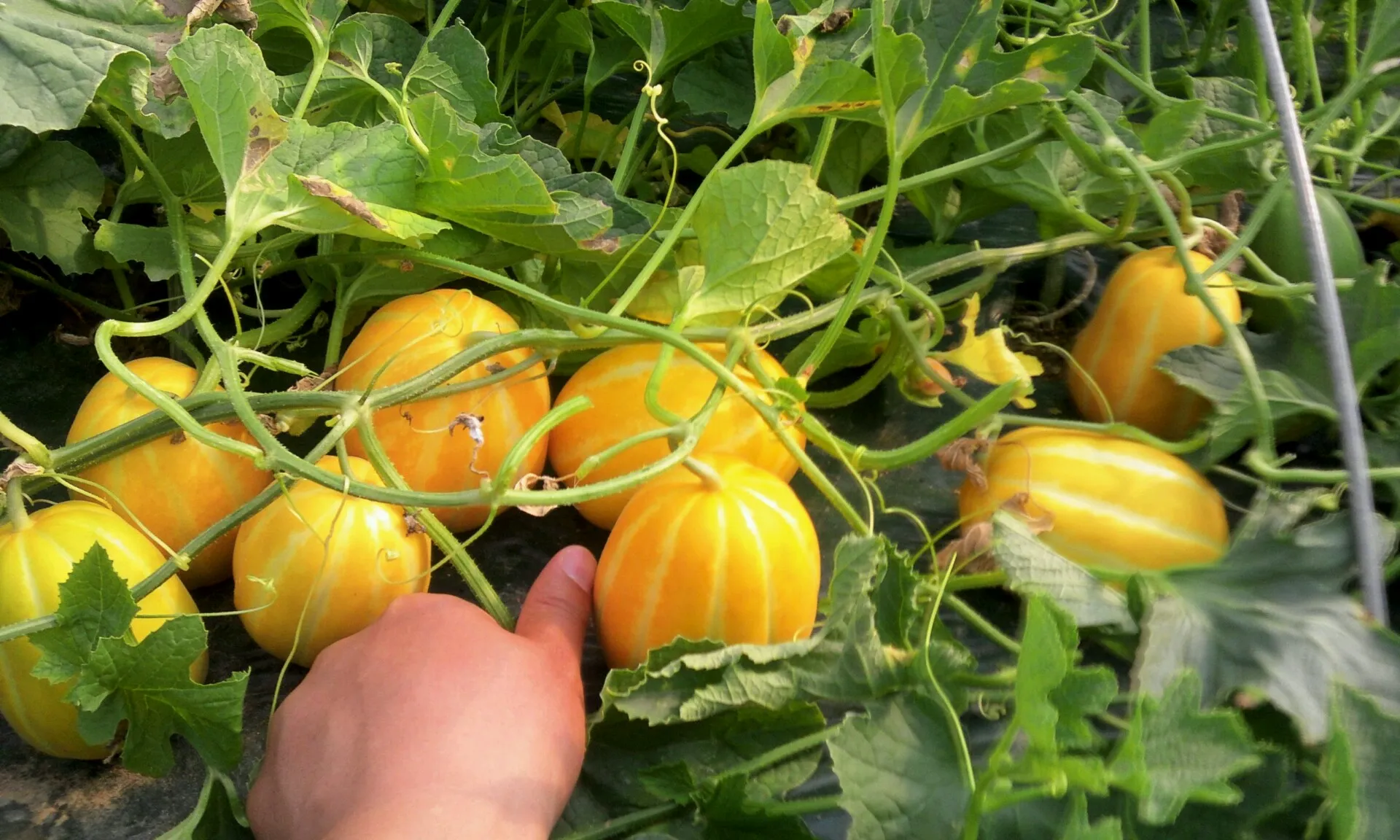 참외 재배 꽃 솎기 차광막 설치 당도 관리_6