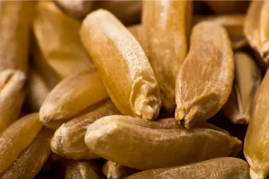 카무트 효능 효과 및 영양성분