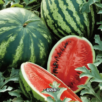 맛있는 수박 고르는 법