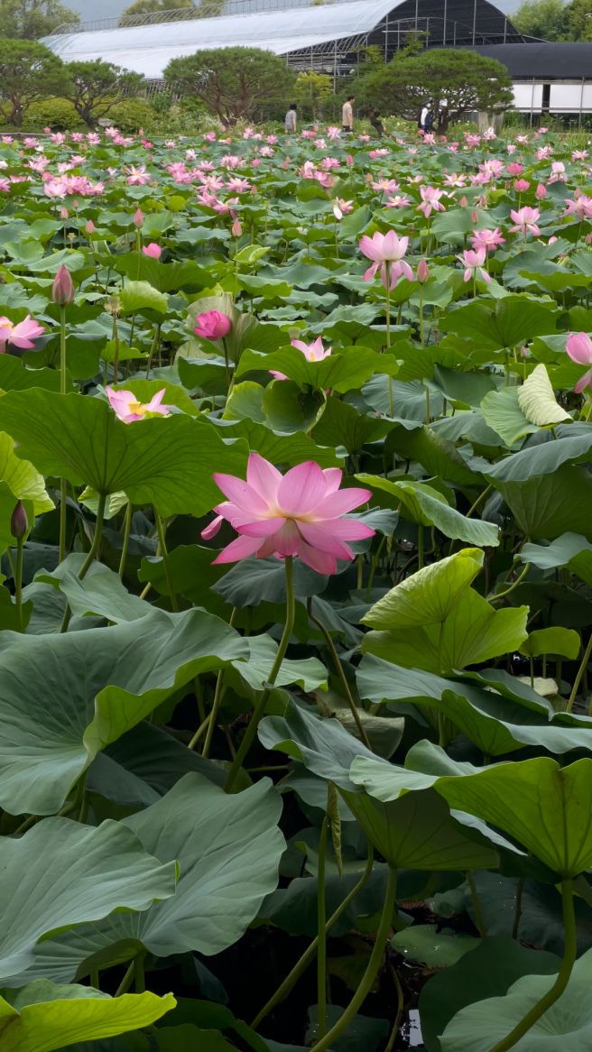 세미원 연꽃축제와 양평 가볼만한 곳 추천
