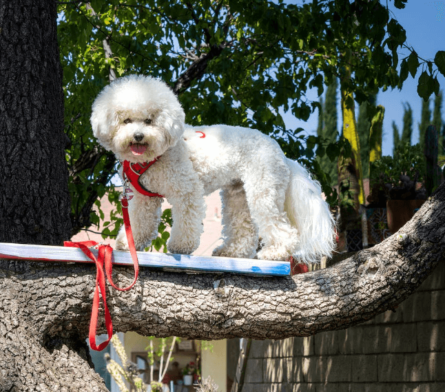 애완용 강아지 종류 및 특징 정리 - 소형 강아지 종류