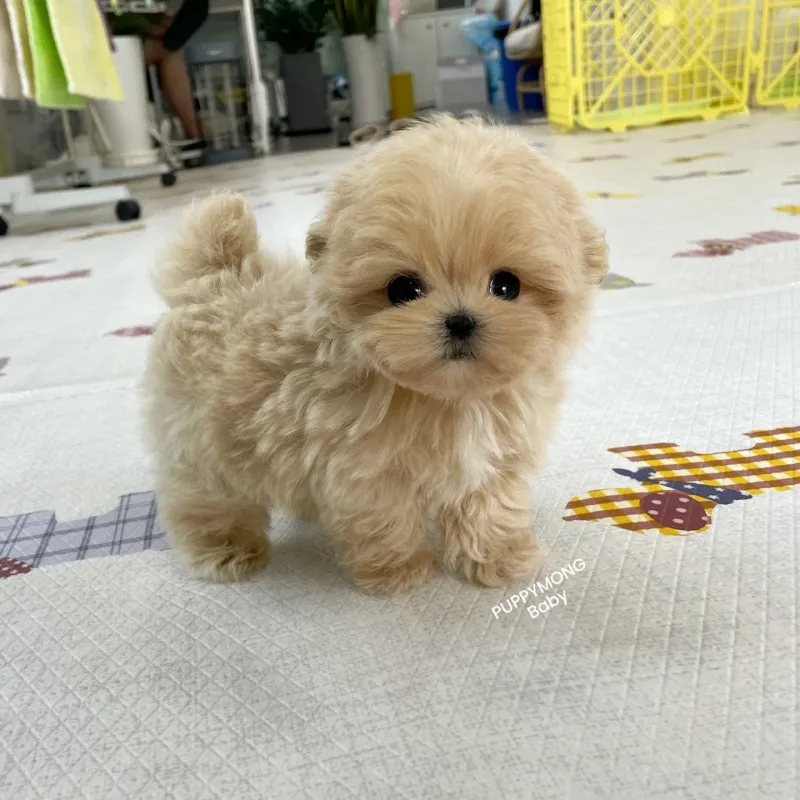 말티푸가격 2024년 솔직한 분양가 정보_4