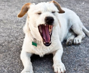 강아지 재채기 알레르기 vs 감기 구별 팁