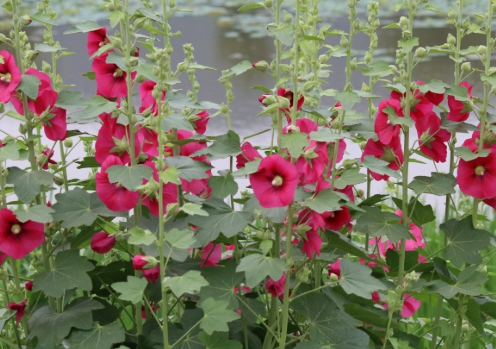 가을에 피는 꽃 종류 접시꽃