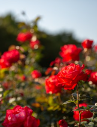 올림픽공원 장미광장