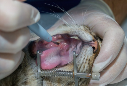 입안의 종양을 수술 중인 고양이.