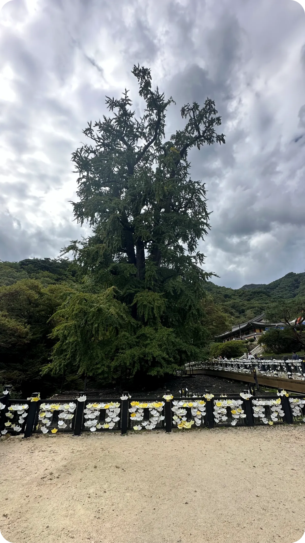 용문사 은행나무