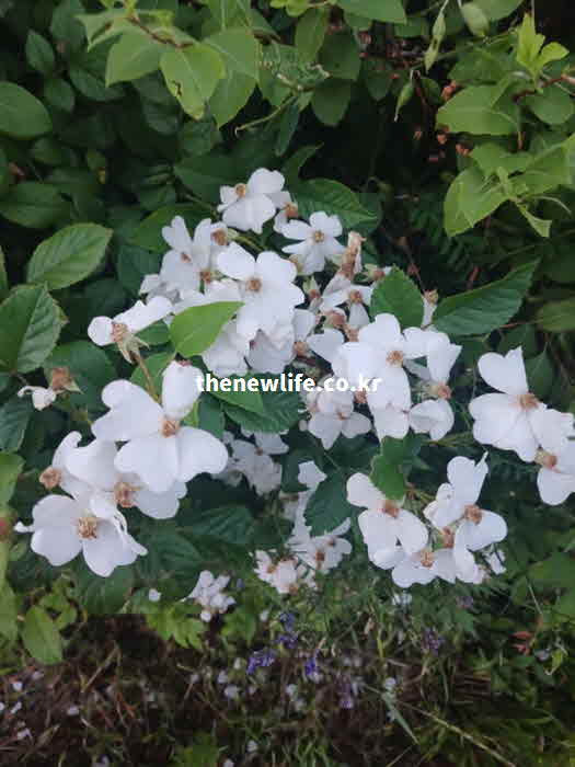 찔레꽃 효능 영양성분 루틴