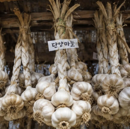 단양 마늘축제 2026
