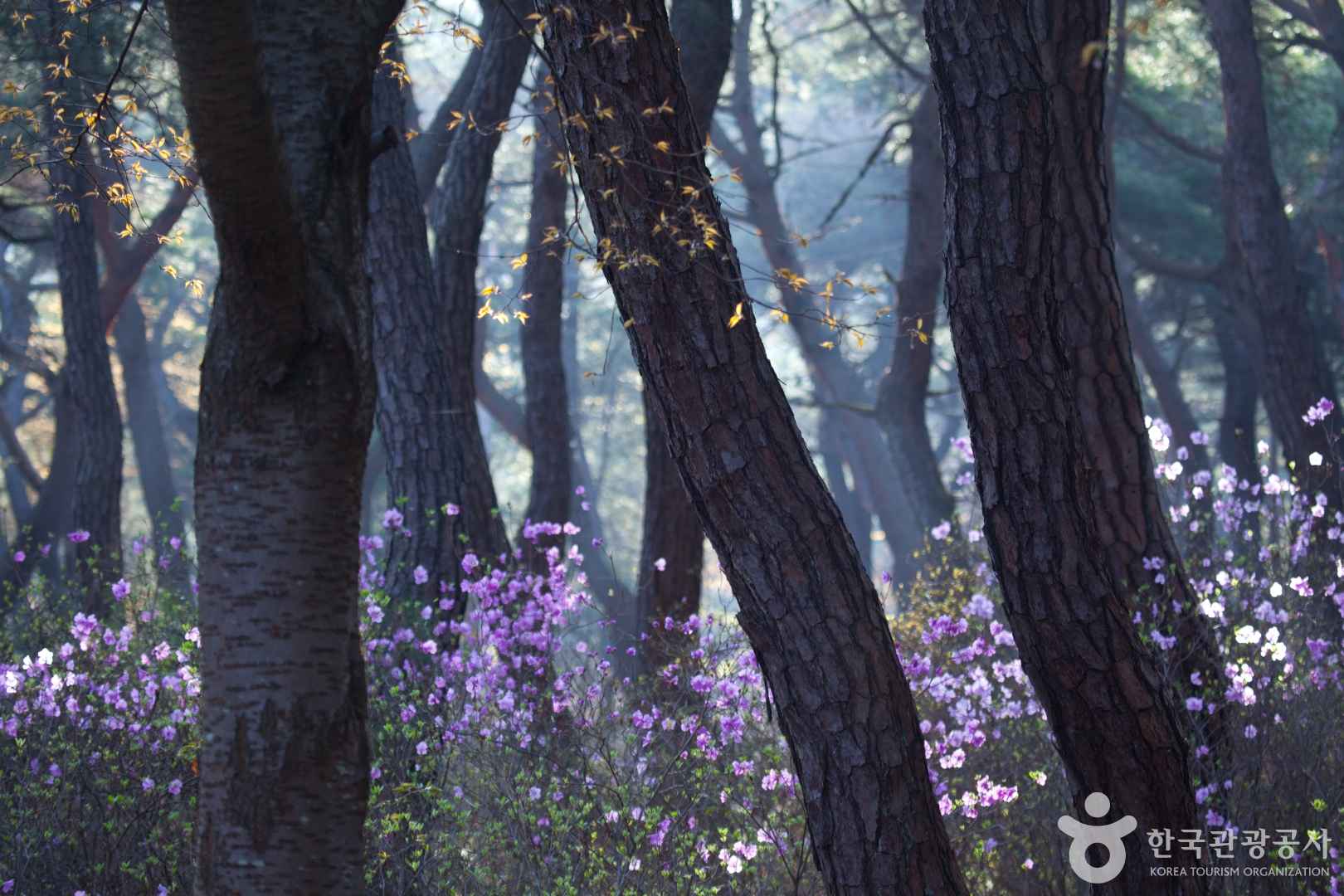 경주 삼릉숲 진달래