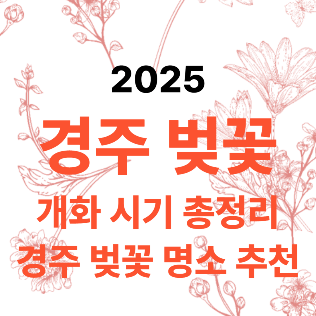 경주 벚꽃 개화