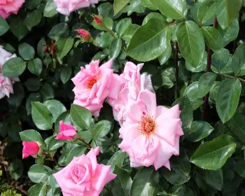 곡성 장미축제_25