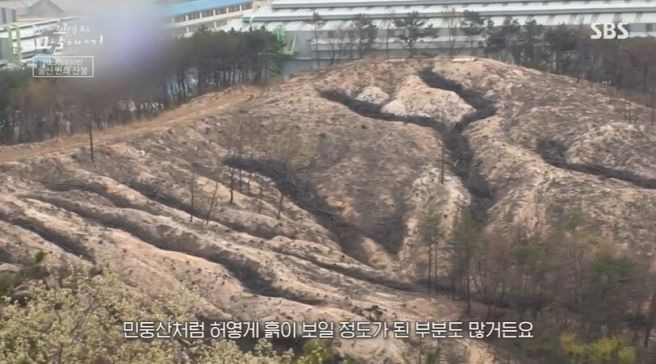 꼬꼬무 봉대산 불다람쥐