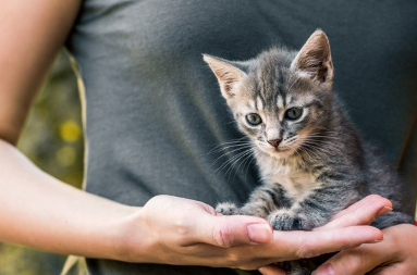 사람의 손과 고양이.