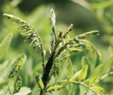 아까시아진딧물