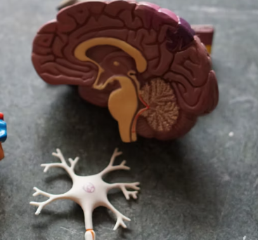 포스파티딜 세린 효능 음식 추천 부작용