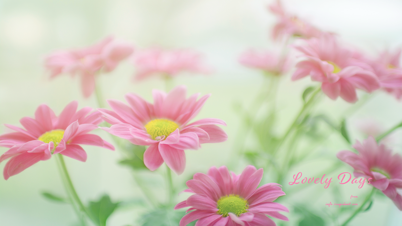 01 분홍 꽃 C - Lovely Days 꽃배경화면