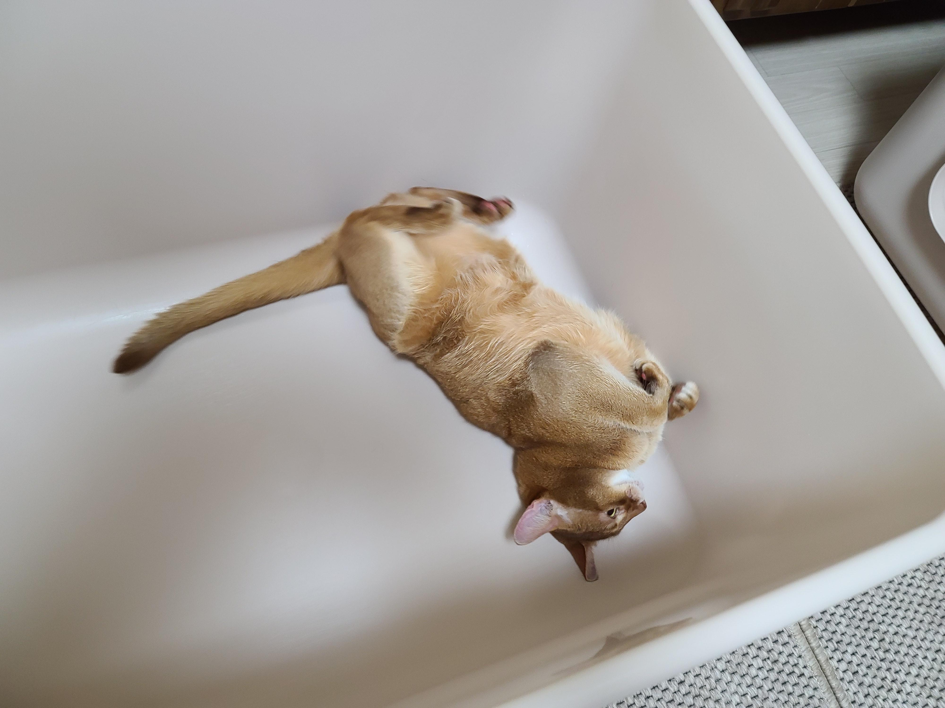 아비시니안 집지키는 고양이