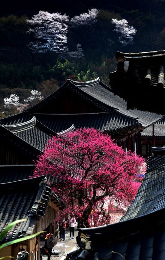 구례 화엄사 각황전 옆 매화