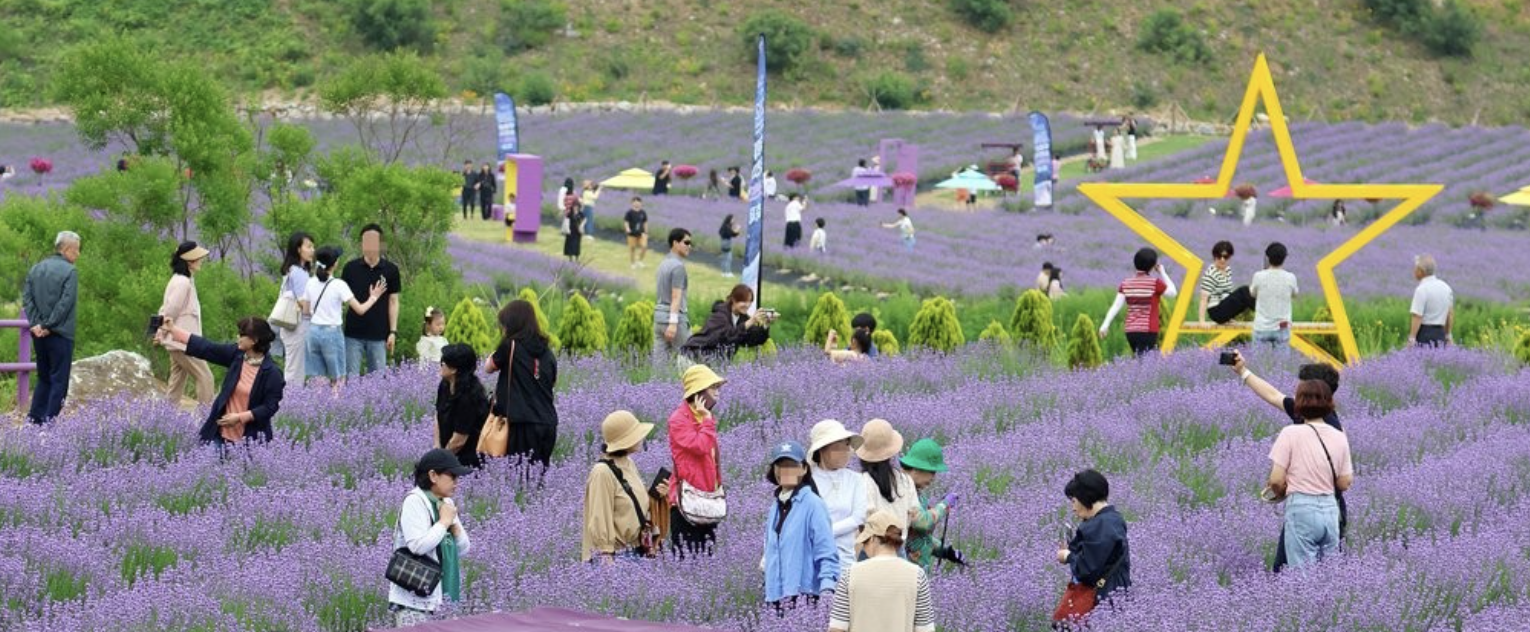6월 라벤더 축제 시즌의 매력