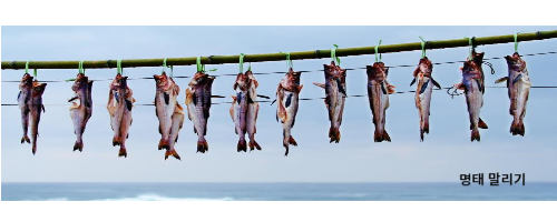 명태 말리기