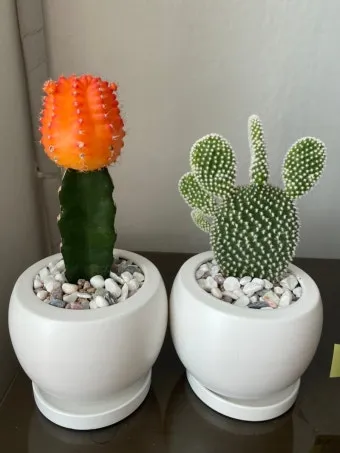 "선인장