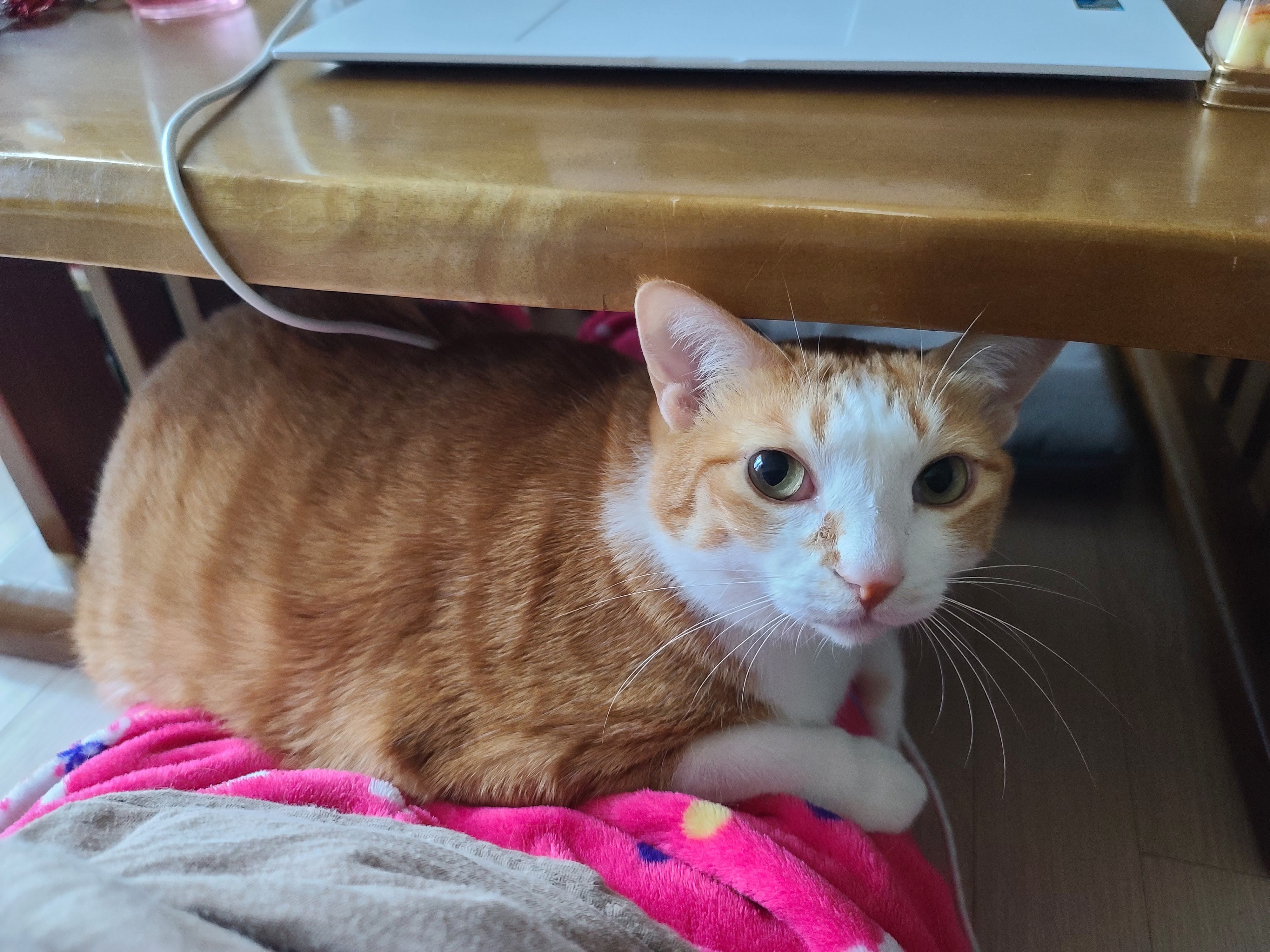 엄마 집사 무릎위 치즈냥이들 (feat. 무릎냥이들)