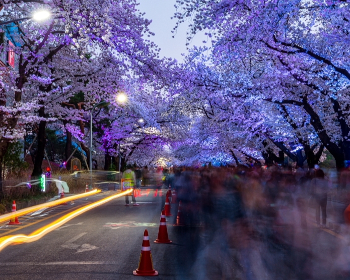 렛츠런파크 벚꽃이미지