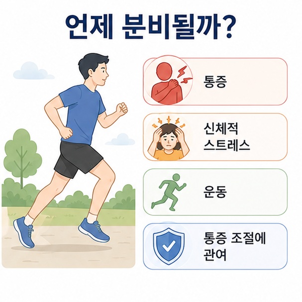 통증과 신체적 스트레스, 운동 상황에서 엔돌핀이 분비되어 통증 조절에 관여할 수 있음을 정리한 이미지
