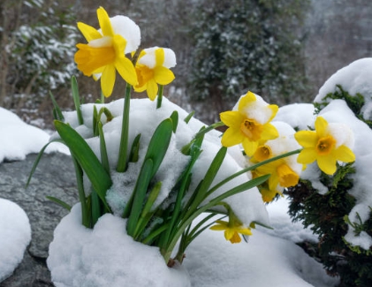 겨울 꽃 수선화
