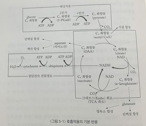출처 : 수목생리학 (이경준 지음)