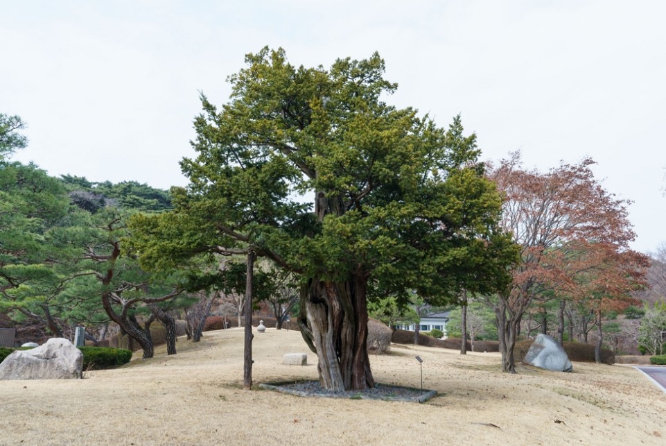 청와대 개방 예약 관람 신청 및 주차장 가는길