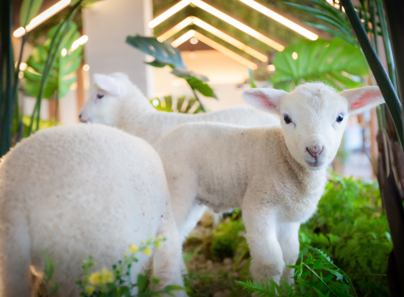 대관령 순수양떼목장