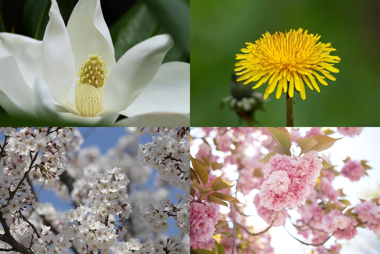 봄꽃 종류