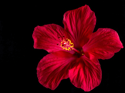 히비스커스의-효능