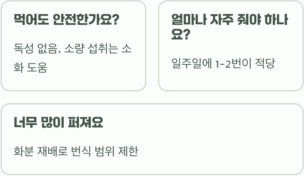 우리 냥님을 위한 유기농 개박하(캣닢) 키우기 A to Z