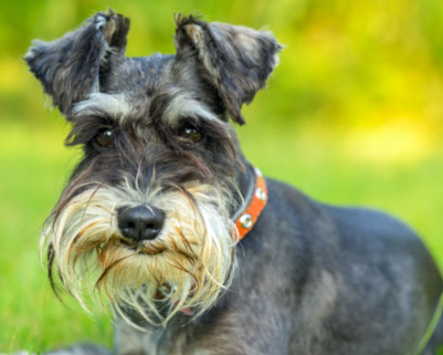 미니어처 슈나우저