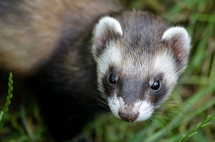 도심 속 야생동물 소개