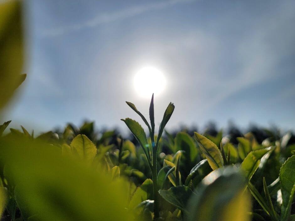 2025 와일드 오차드 티 페스티벌, 제주 자연 속에서 차 한 잔의 여유!