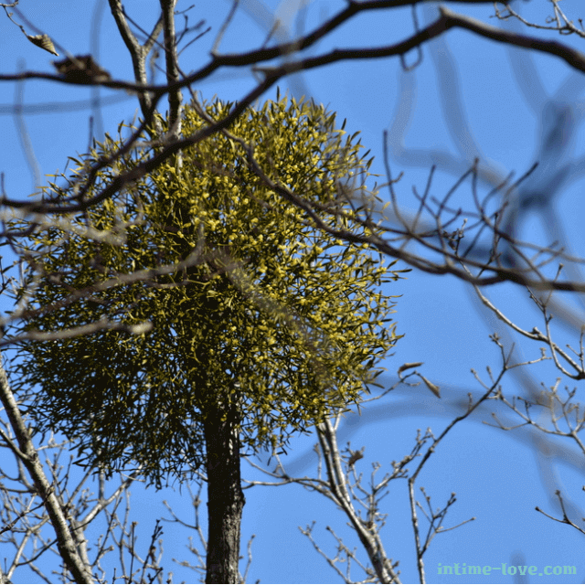 항암 효능이 있는 겨우살이