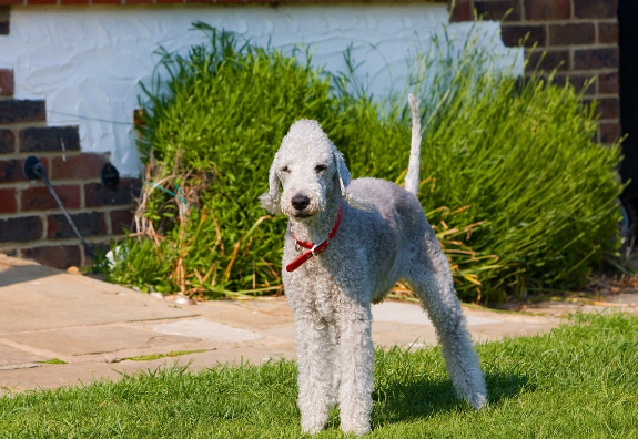 베들링턴 테리어