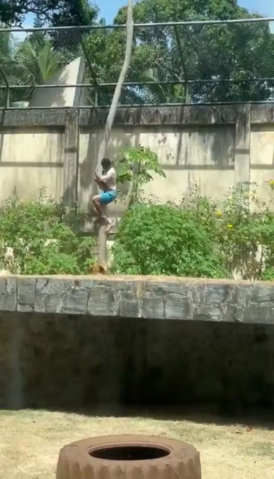 브라질 동물원서 19세 남성, 사자 우리 뛰어들었다가 암사자 공격으로 사망