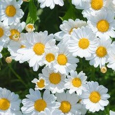 꽃이-피어나는-꿈-하얀-코스모스