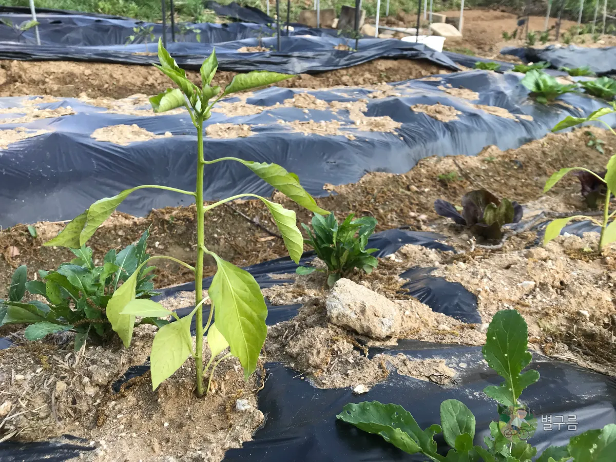 텃밭-모종심기-고추