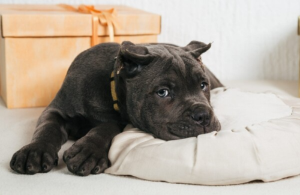 이쁜표정이 강아지 사진